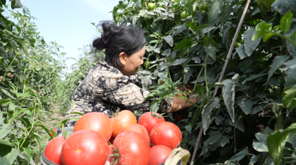 阿瓦提县西红柿喜迎丰收，火红果实映照乡村振兴路