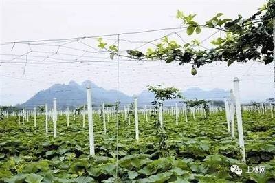 拭目以待！上林村庄 农副产品种植引领五星乡村旅游新风尚