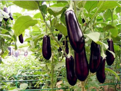 佛山食材配送公司 从田间到餐桌的正规操作流程与农副产品种植合作探索