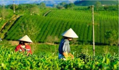 不可不知的茶文化生态景观 农副产品种植与生态经济的完美融合