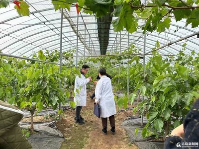 竞速万亿级产业蓝海 莱西启动预制菜全产业链培育工程，深耕农副产品种植根基