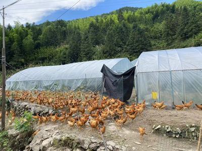 中安在线黄山频道报道 休宁县源芳乡芳田村，唱响乡村振兴主旋律，深耕农副产品种植