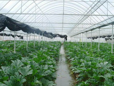 绿色健康食材配送 丰富种类与高效配送方式解析