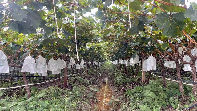 开发性金融赋能乡村振兴 农副产品种植的新引擎