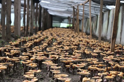 倾多镇巴康村 农副产品种植绘就群众增收致富新画卷