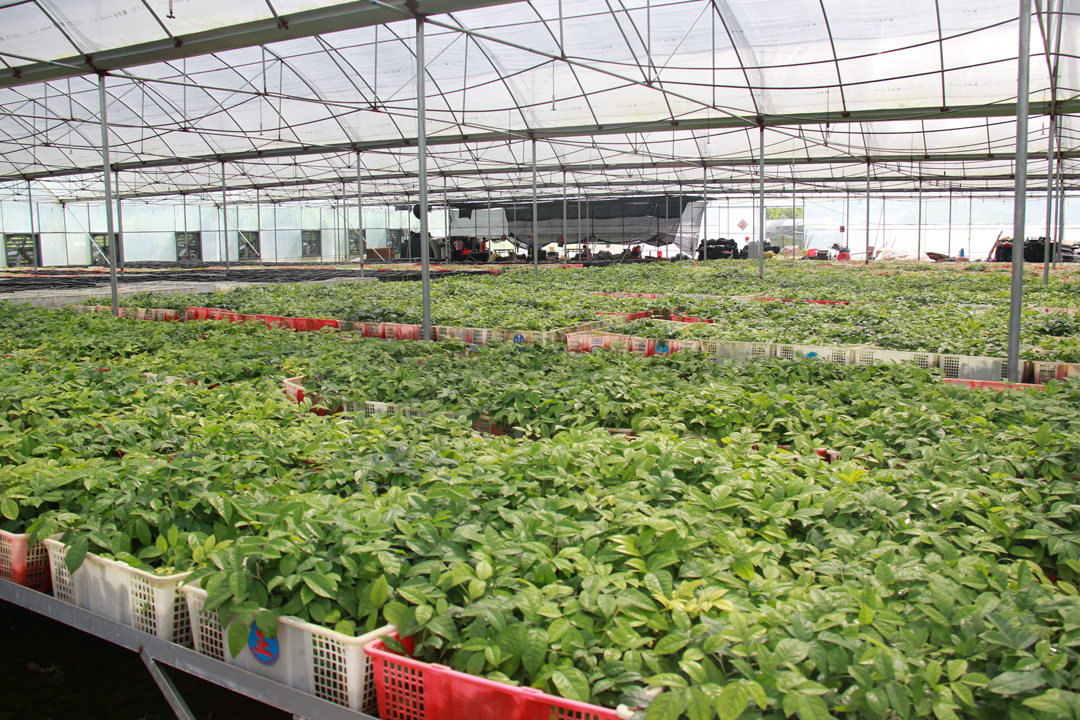 智能化育苗，为乡村振兴注入科技新活力